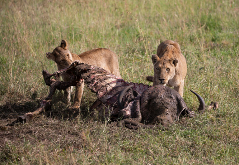 Pranab Sarkar - LION-HUNTING-BUFFALO